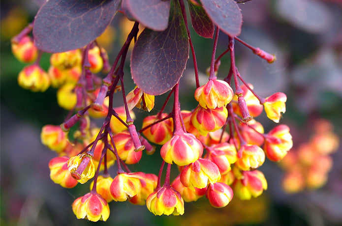 Why You Should Try Happy Mammoth