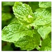 Organic Peppermint Leaf