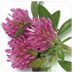 Red Clover