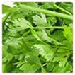 Organic Parsley Leaf